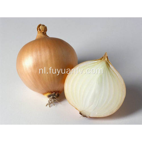 Professional Export Fresh Yellow Onion